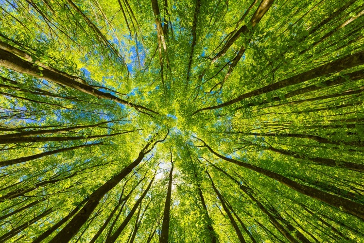 Looking-up-at-green-trees